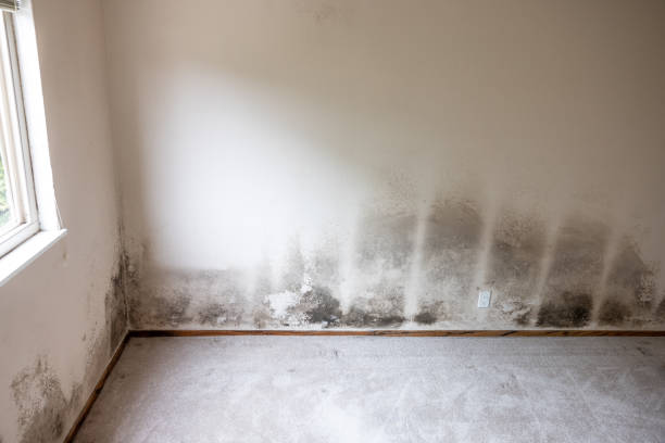 Best Residential Mold Inspection & Testing  in Mesquite, NV