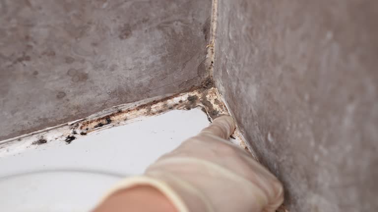 Professional Mold Removal in Mesquite, NV